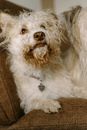 White Long Coat Small Dog
