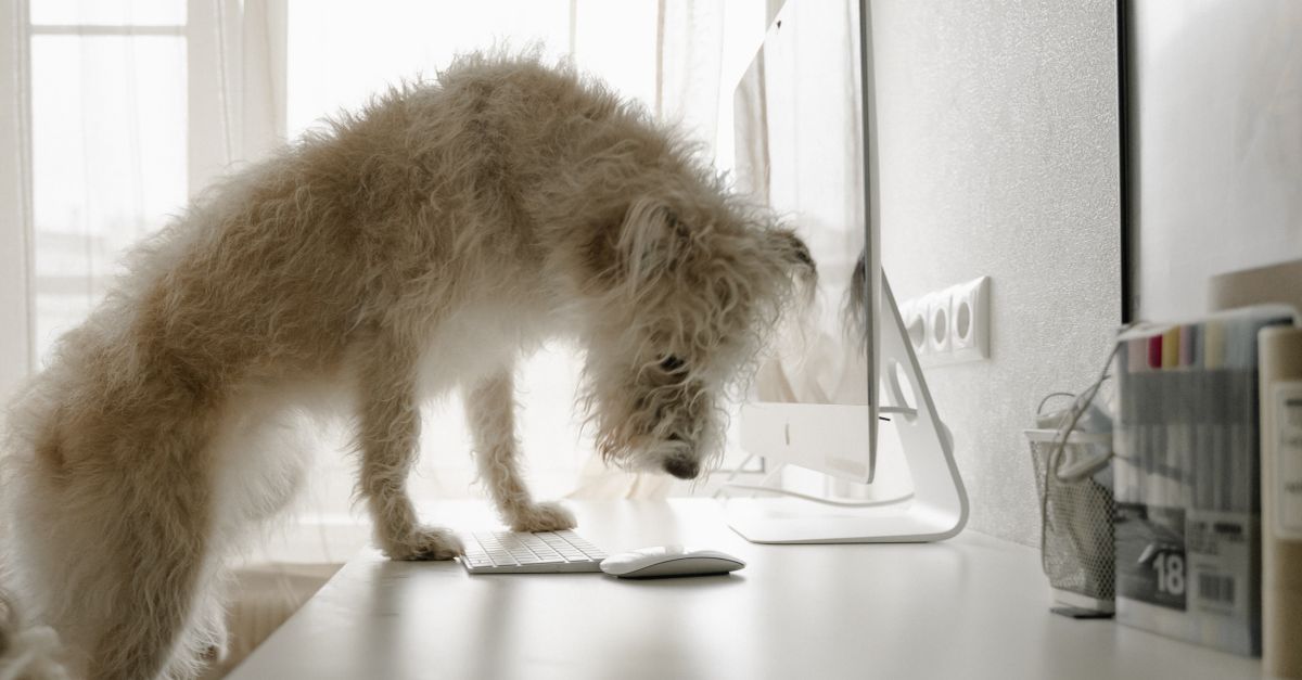 Return-to-Office Dog Care: How to Choose the Right Sitter and Build Lasting Trust