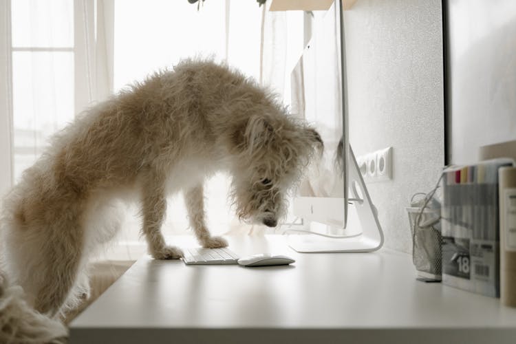 A White Dog Looking At The Computer