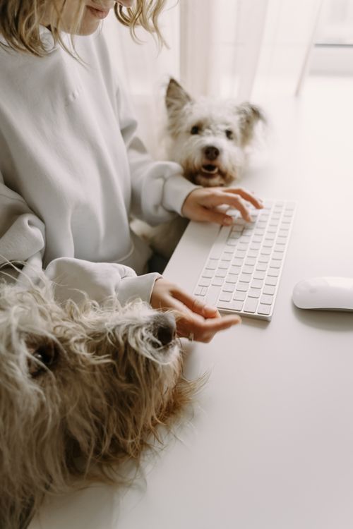 Free Woman types on keyboard surrounded by two dogs, creating a cozy home office atmosphere. Stock Photo