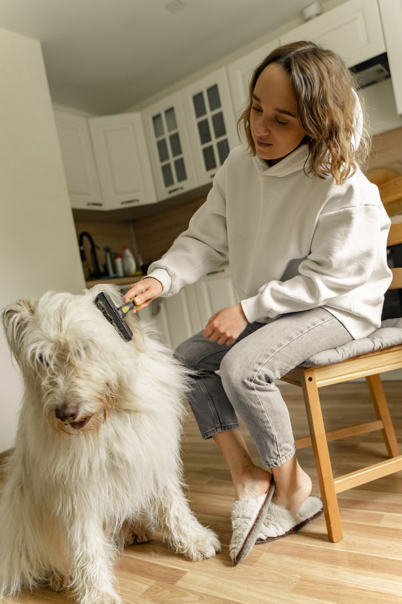 Pet owner gently grooming a dog in a comfortable home