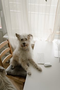 A cute dog sits on a chair at a minimalist workspace with a keyboard and mouse.