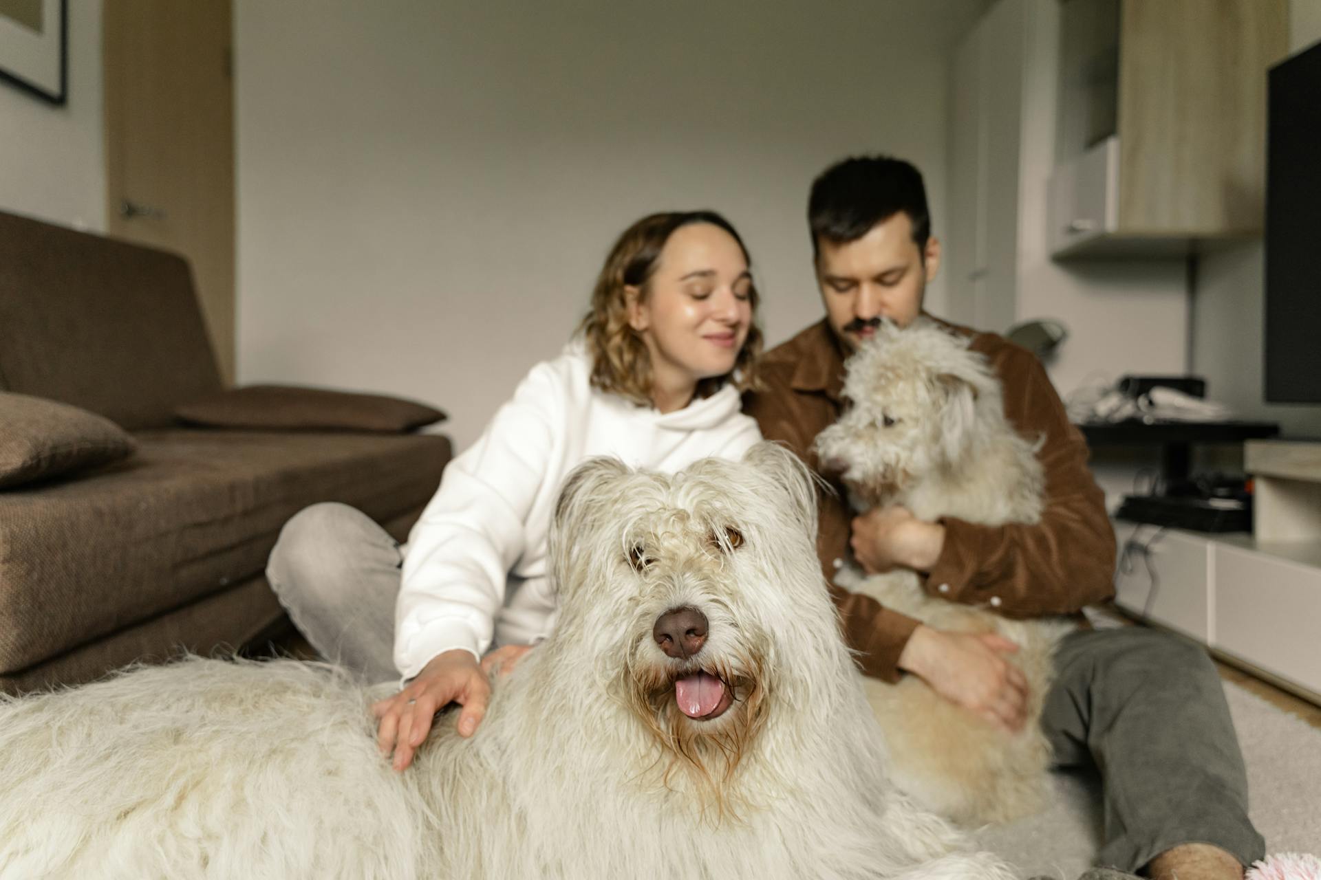 Un couple assis sur le tapis avec ses chiens