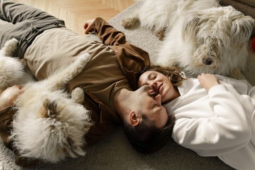 Free A couple cuddles on the carpet with their fluffy dogs in a cozy living room setting. Stock Photo