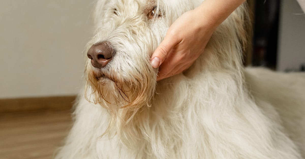 A Person Grooming a Dog