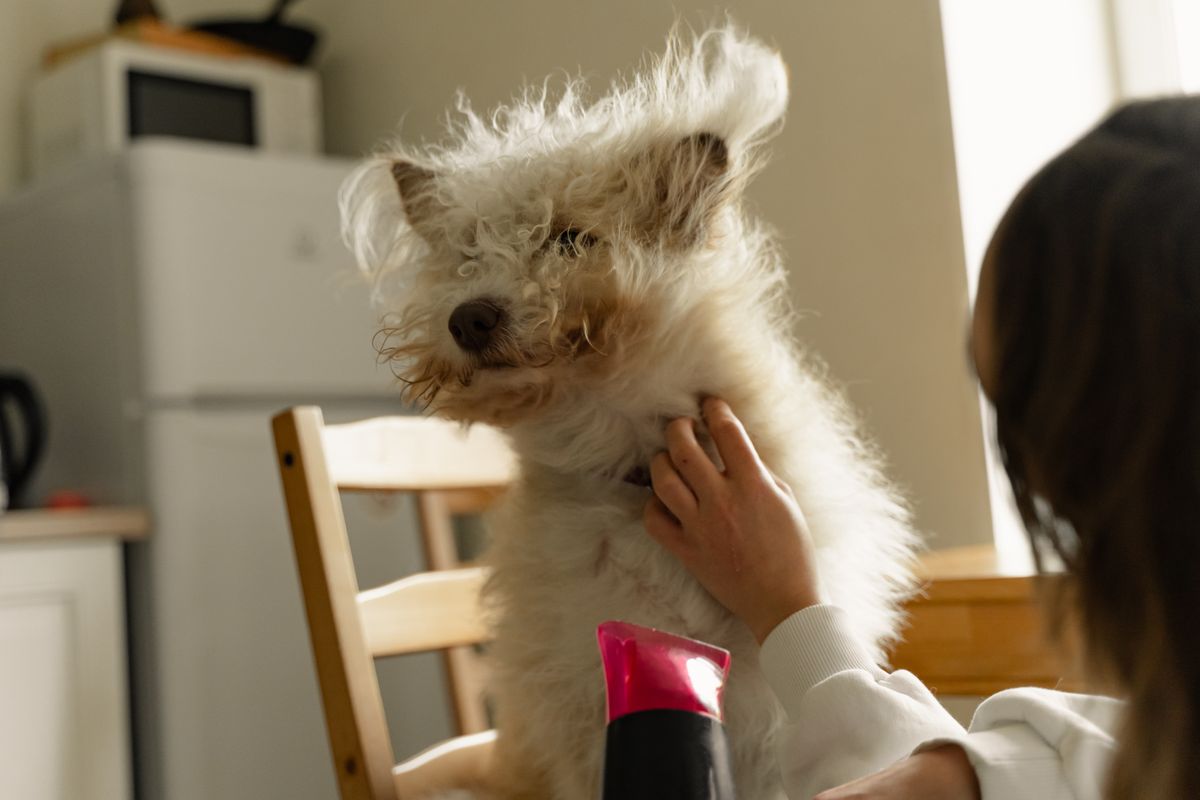 Pet parent gently drying and grooming a dog at home
