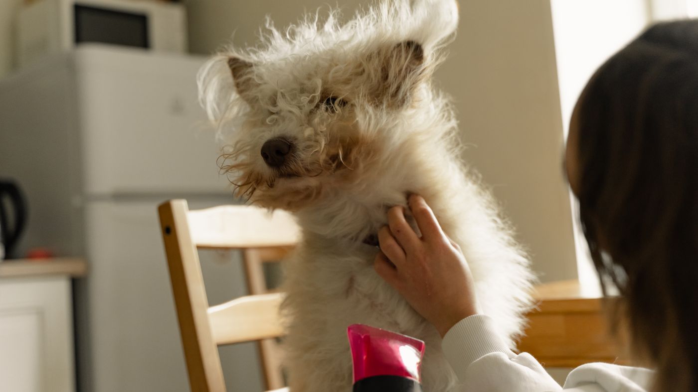 Building a Home Dog Grooming Kit: What's Actually Worth Buying