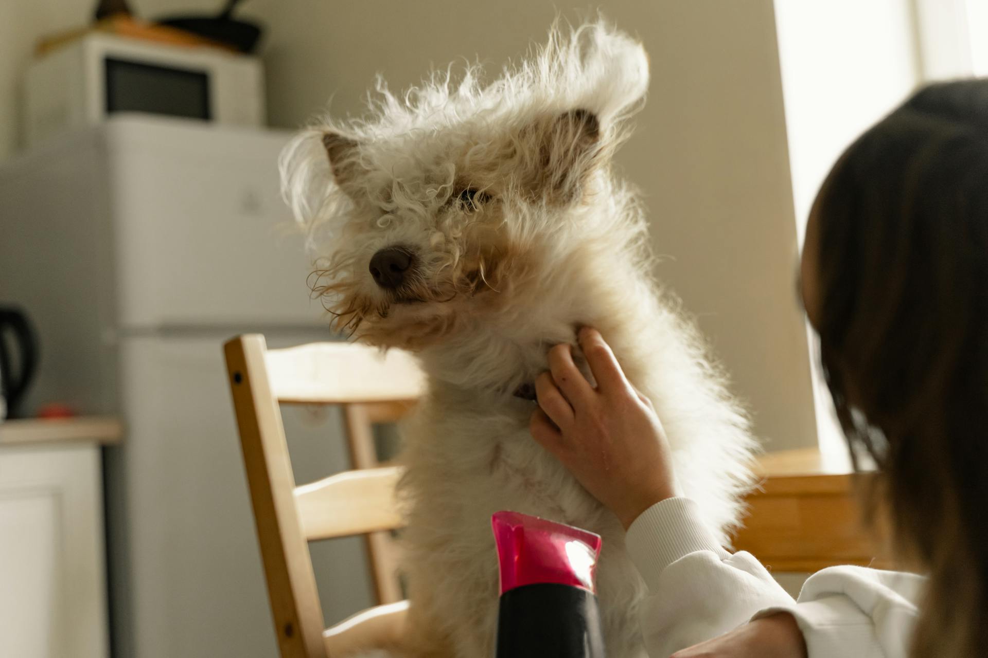 A Person Drying Her Dog