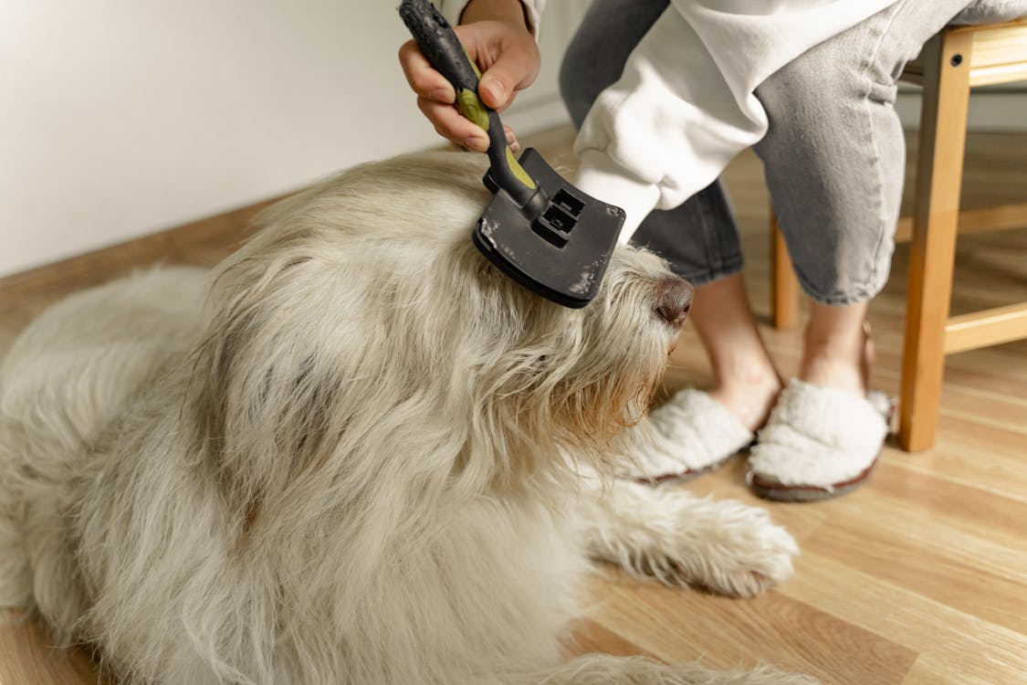 A Person Brushing the Dog's Fur