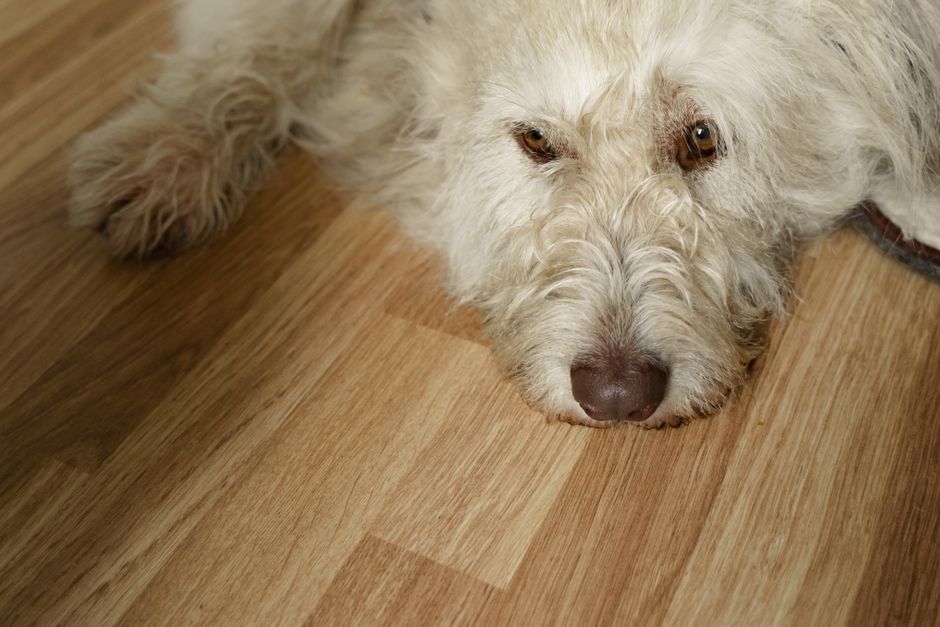 Pet-friendly scratch-resistant laminate in a light oak tone Pet-friendly scratch-resistant laminate in a light oak tone