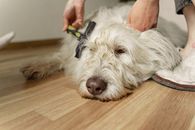White Long Coated Dog Lying on Brown Wooden Floor