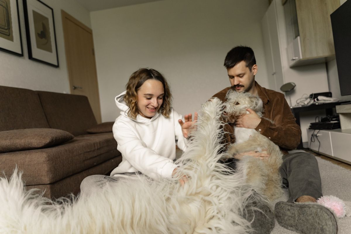 OpenAI Codex Pets : l'IA qui apprend à aimer les animaux