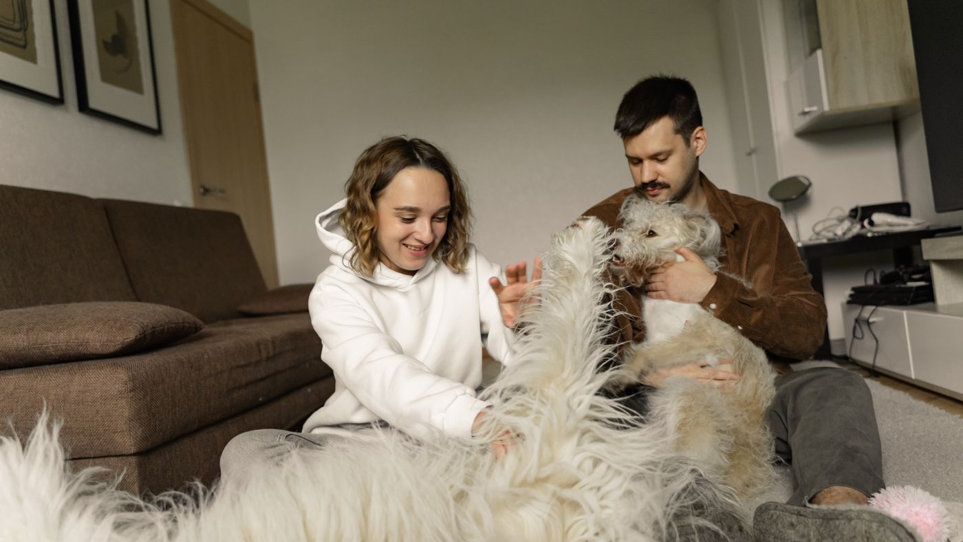 Living With a Hypoallergenic Dog: Daily Care That Keeps Allergies Down