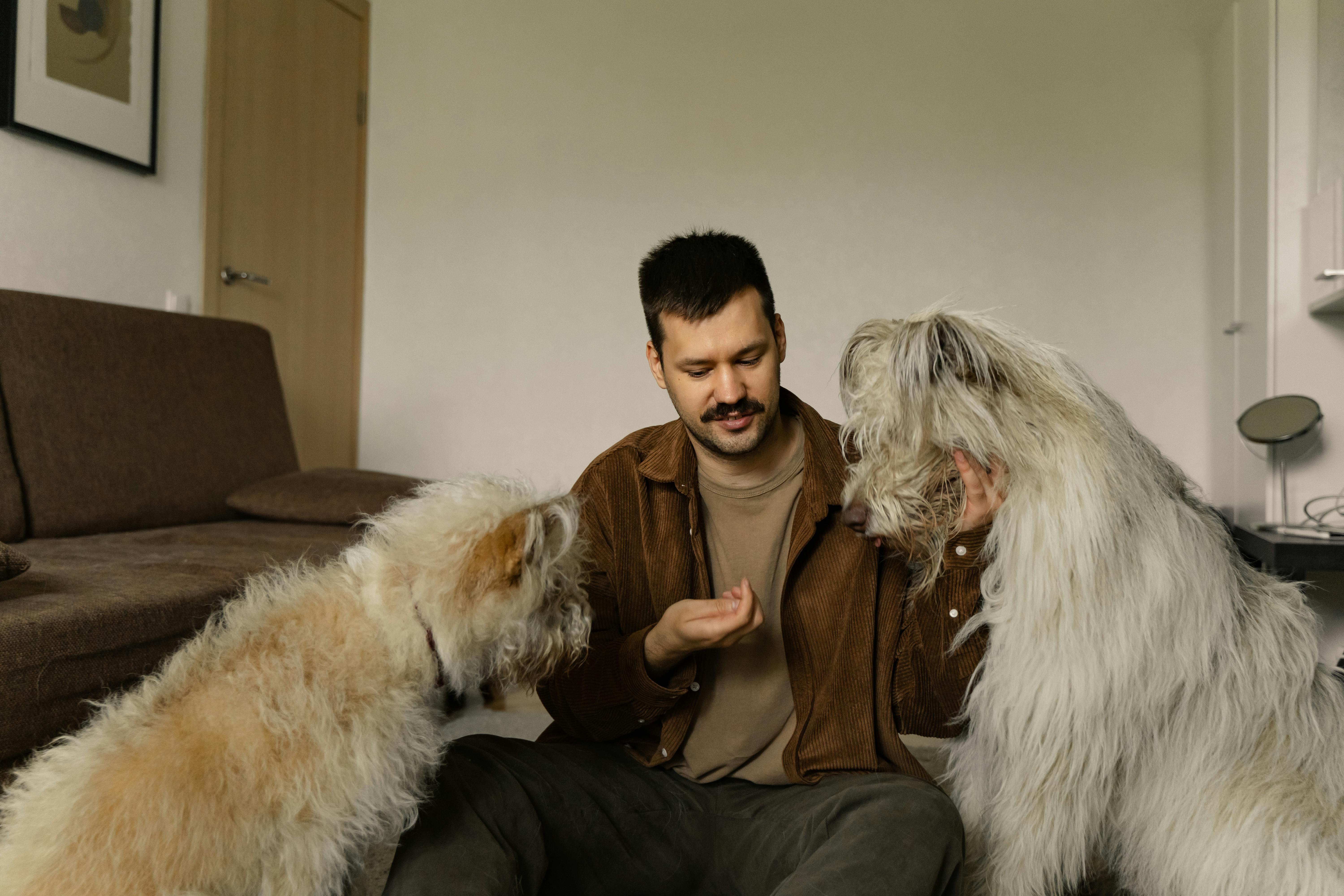 a man feeding a two dogs