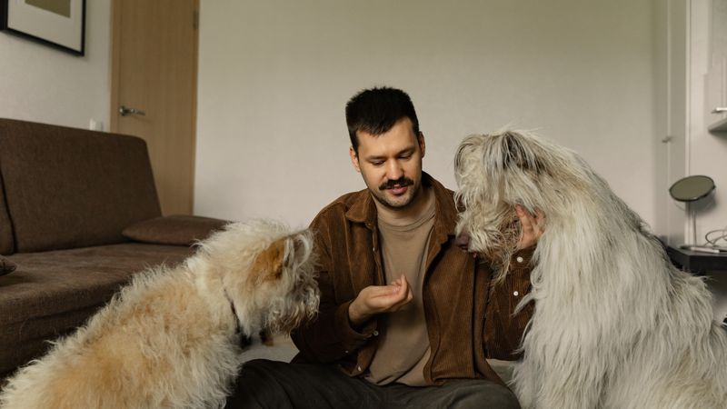 Owner giving supplements to two dogs indoors, illustrating careful dosing of the best CBD oil for dogs