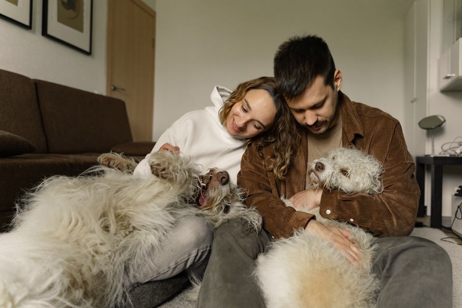 What is Lifetime Pet Insurance UK 2026? Perpetual Cover Explained