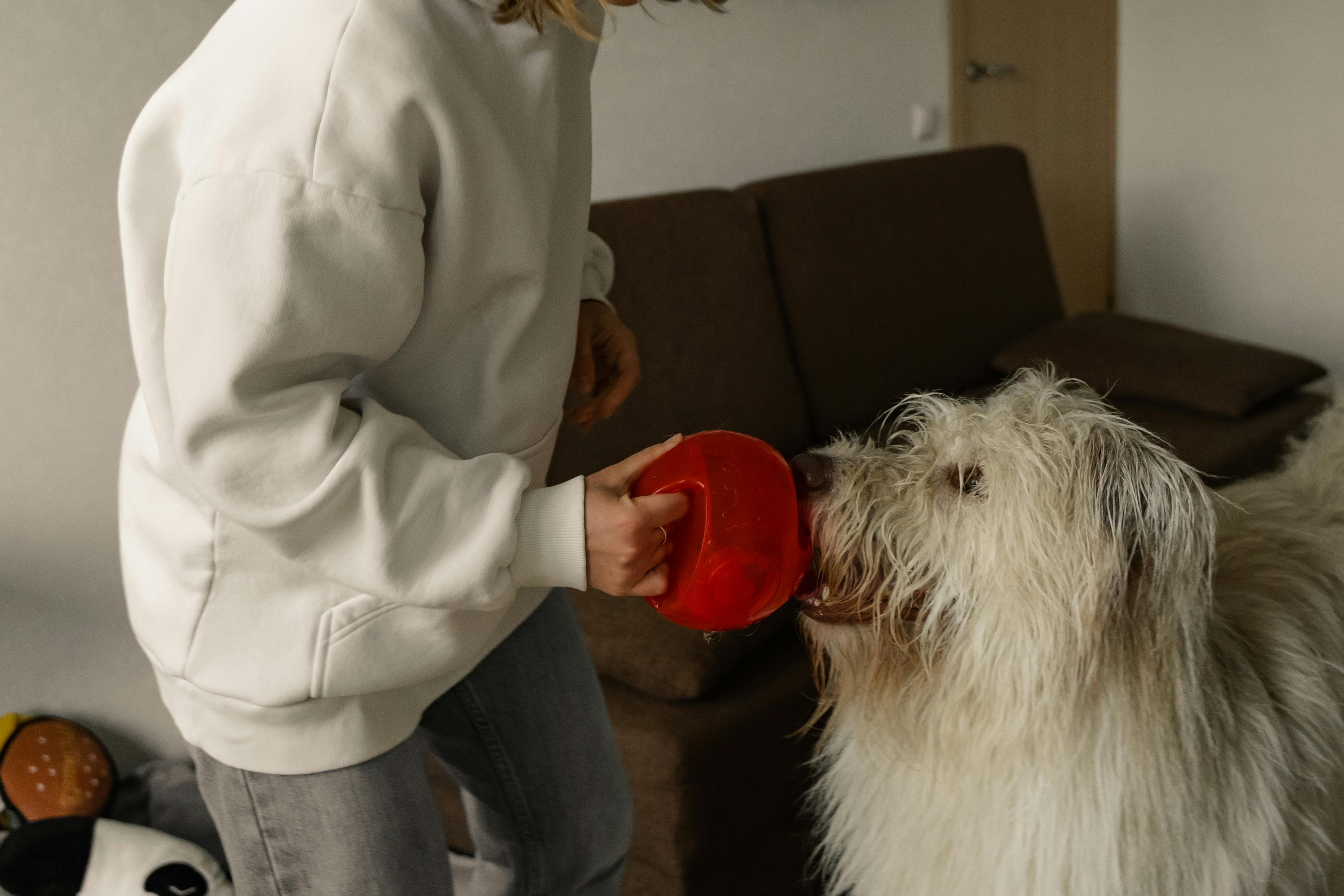 "Meu cachorro sabe que eu sou o dono dele?"