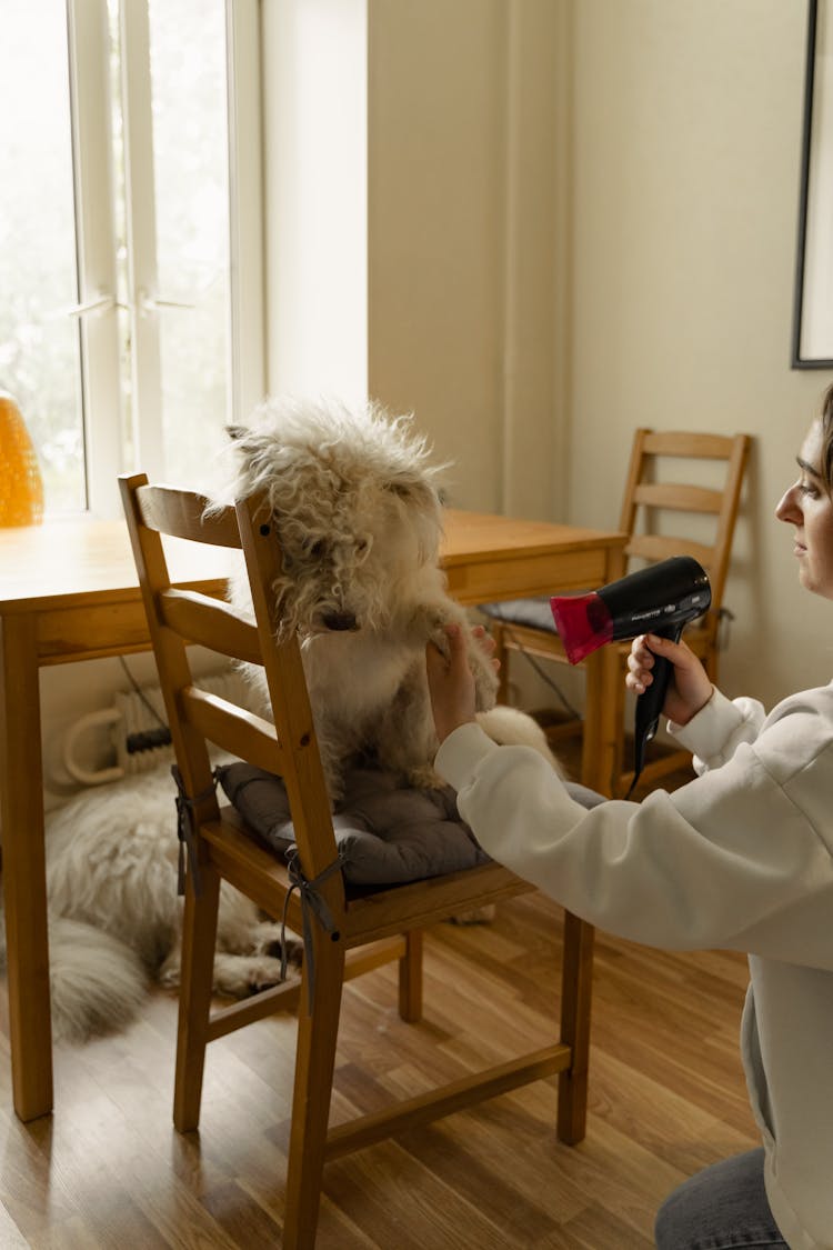 A Woman Drying Her Dog With A Hair Dryer