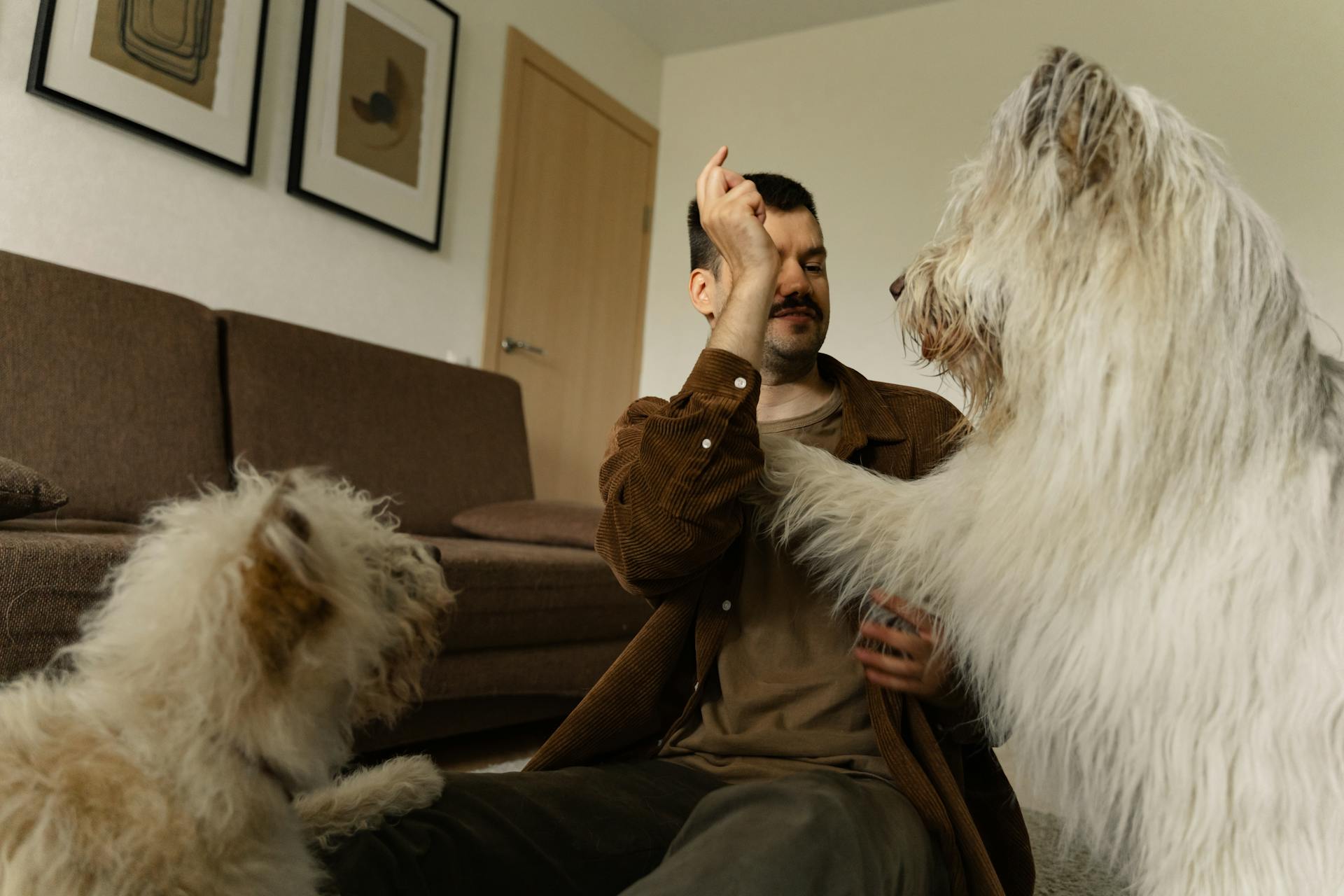 A Man Spending Time with His Dogs