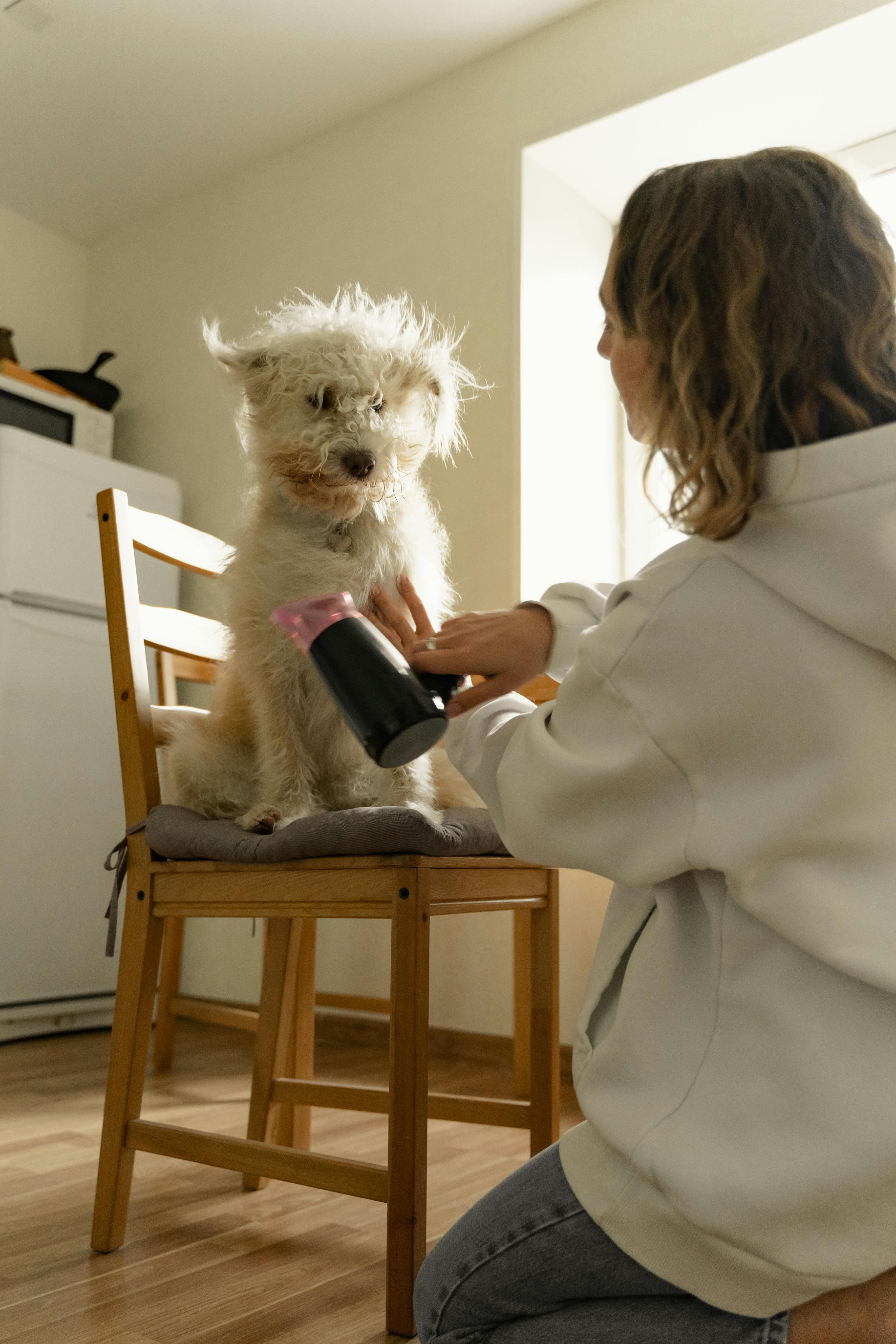 A Woman Drying Her Dog on a Chair