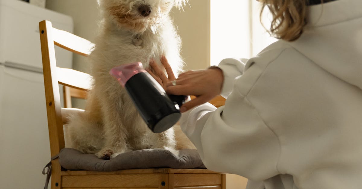 A Woman Drying Her Dog on a Chair
