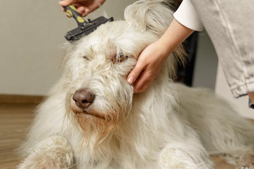 Free A Person Brushing Her Dog's Fur Stock Photo