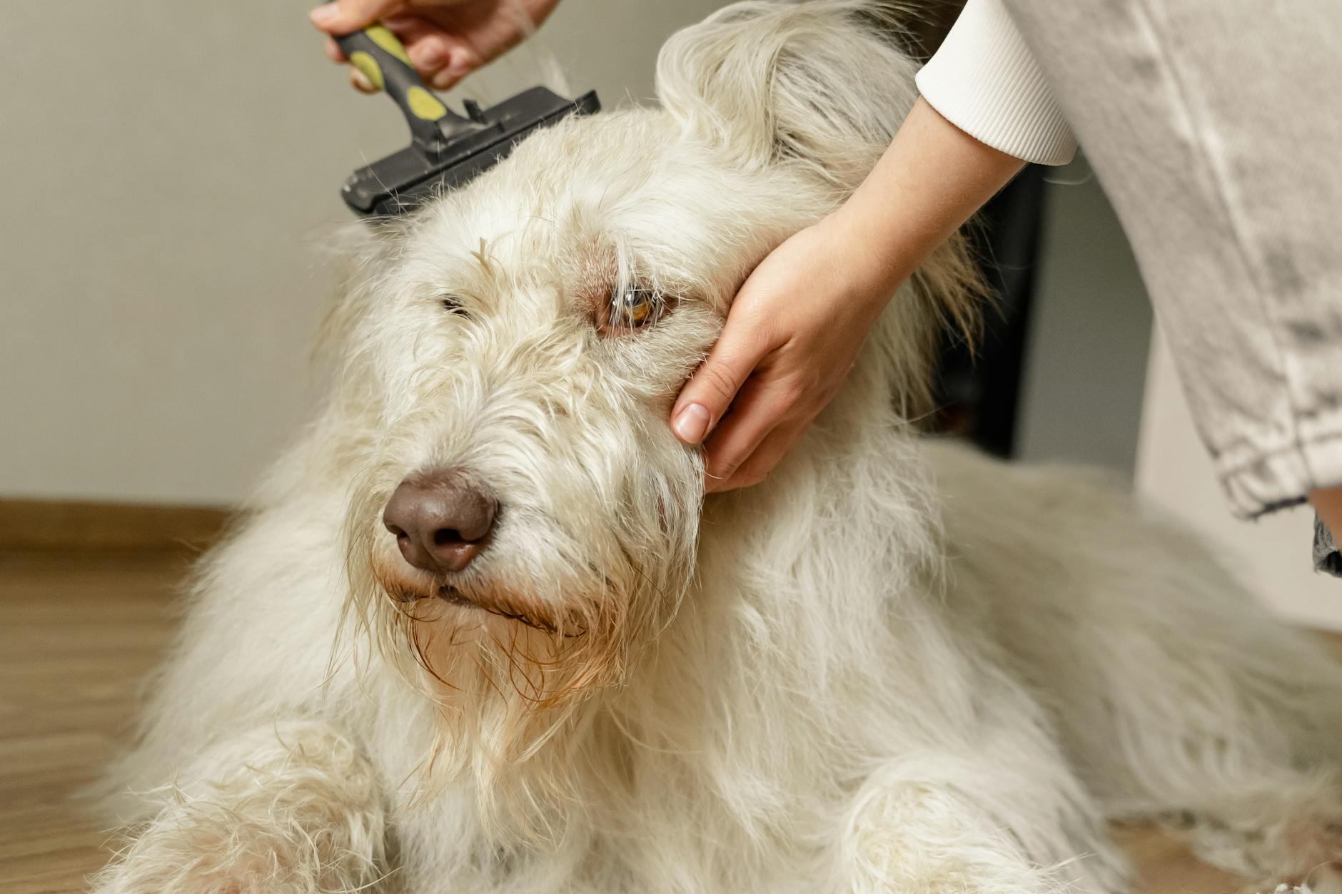 A close-up of a person gently brushing a large fluffy dog indoors, showcasing care and companionship. Signs a Dog Is Stressed