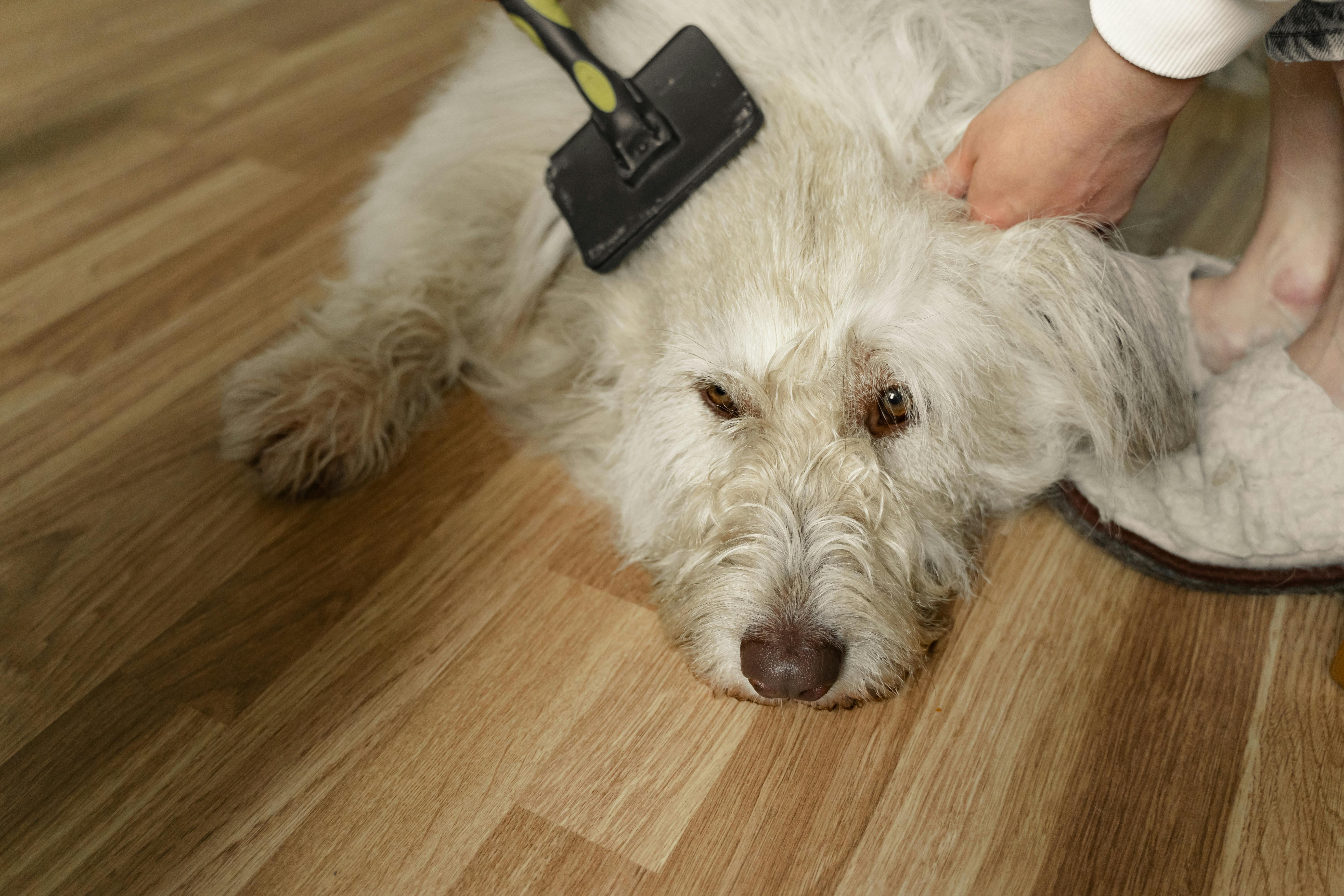 A Person Brushing the Fur of White Long Coated Dog Lying on Brown Wooden Floor