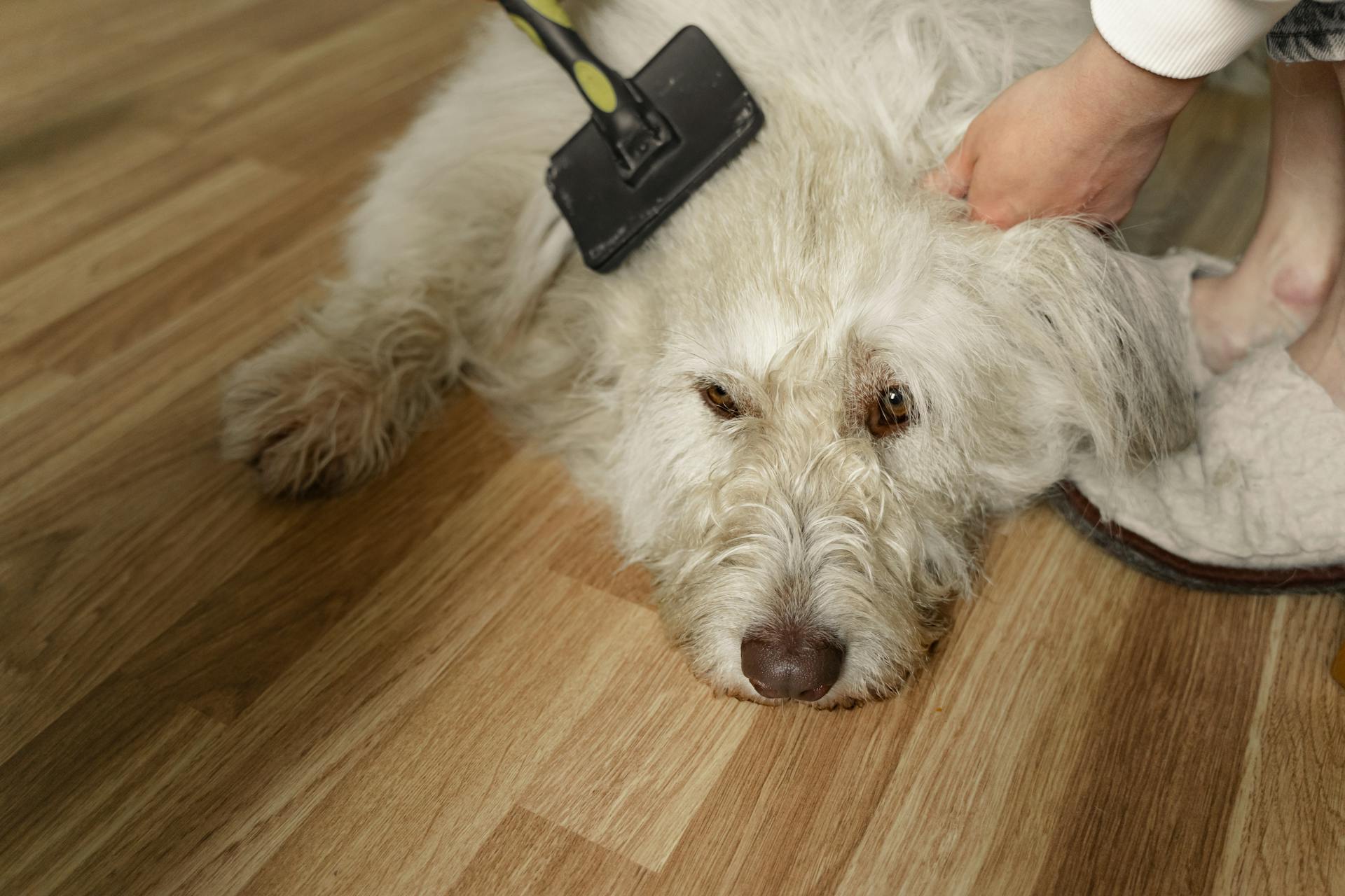 Een persoon die de vacht van een witte langharige hond poetst en op een bruine houten vloer ligt