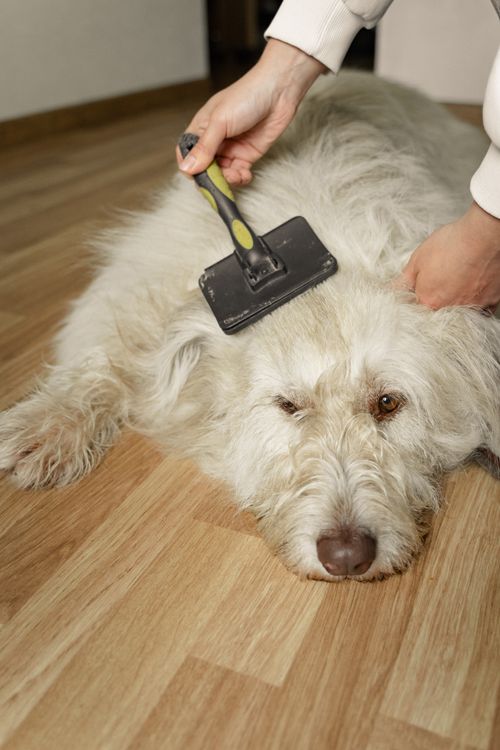Yavru Köpeklerde Bakım Rutinine Alıştırma