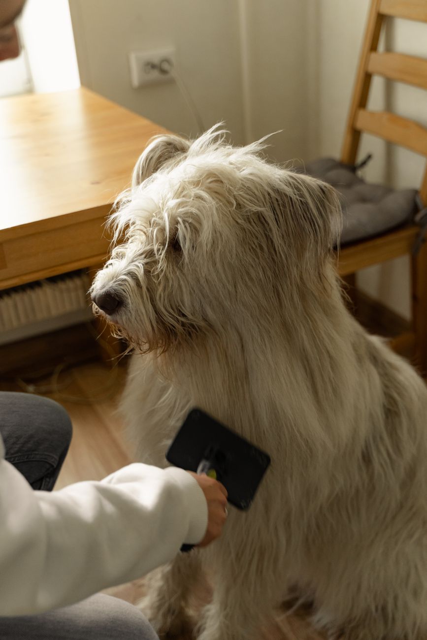 Dog parent brushing their dog on the sofa between professional visits