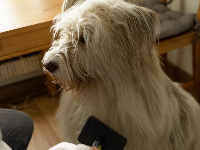 Illustrative stock photo: Dipoo Self-Cleaning Deshedding Brush