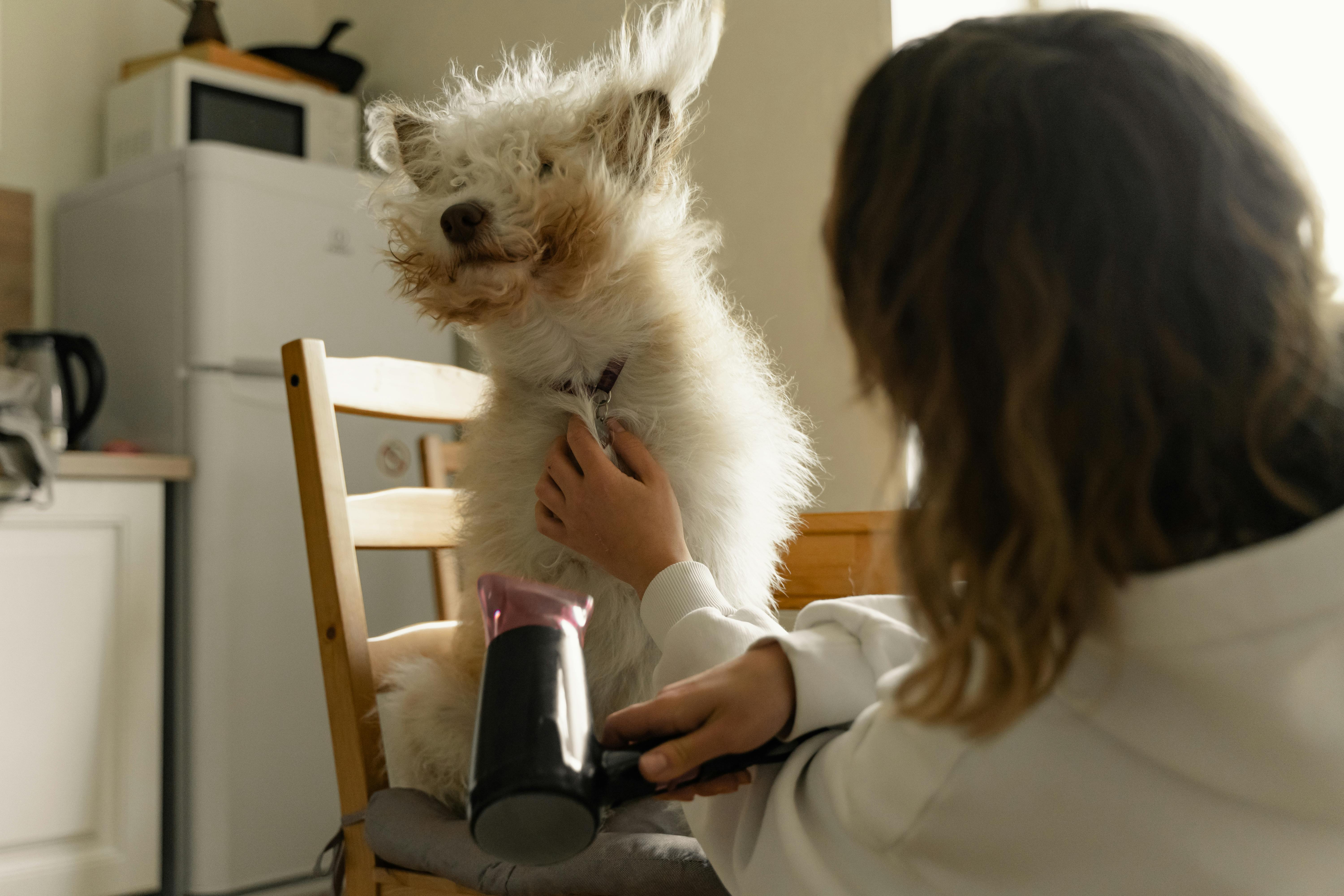 A Person Drying the Dog