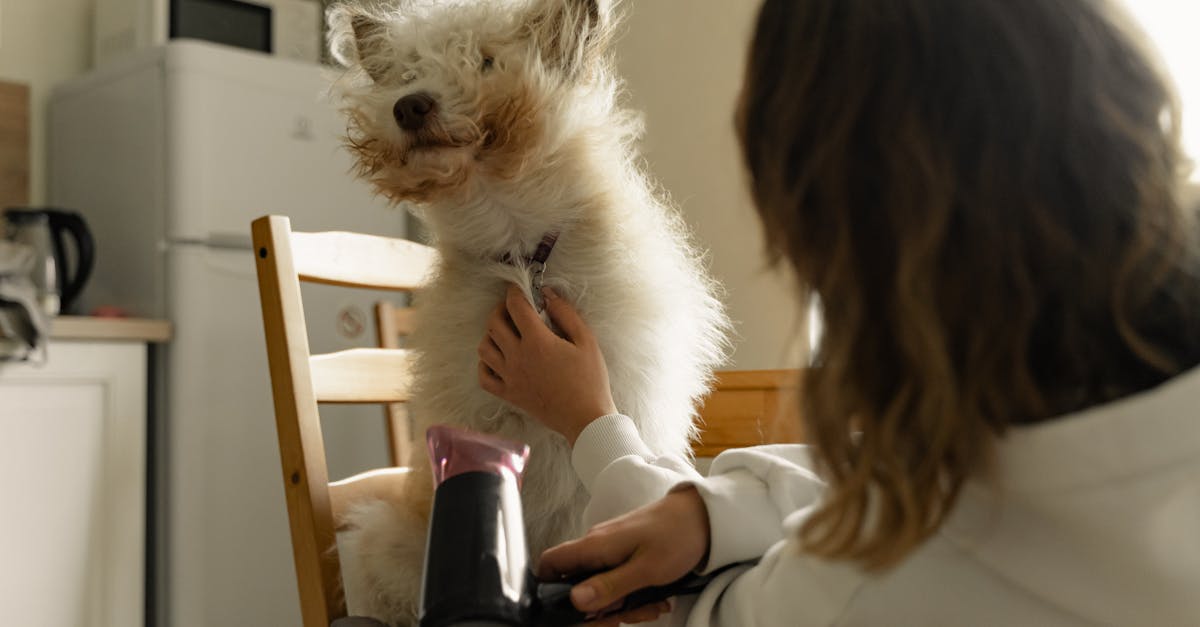 A Person Drying the Dog