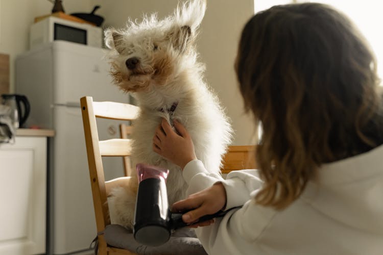 A Person Drying The Dog 