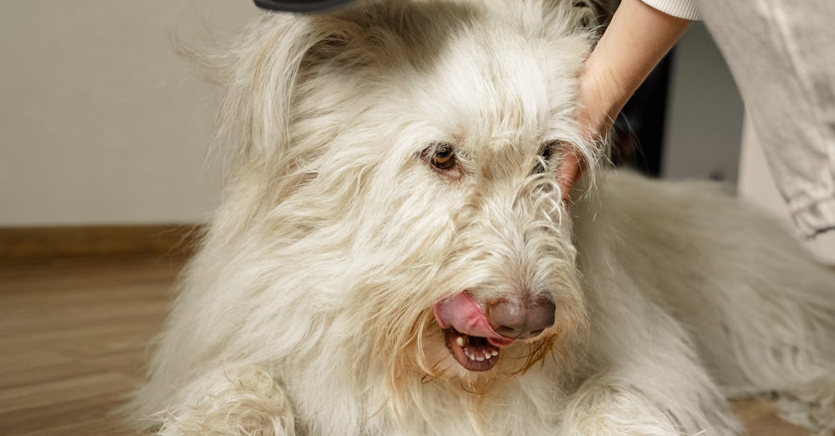 A Person Brushing a Dog