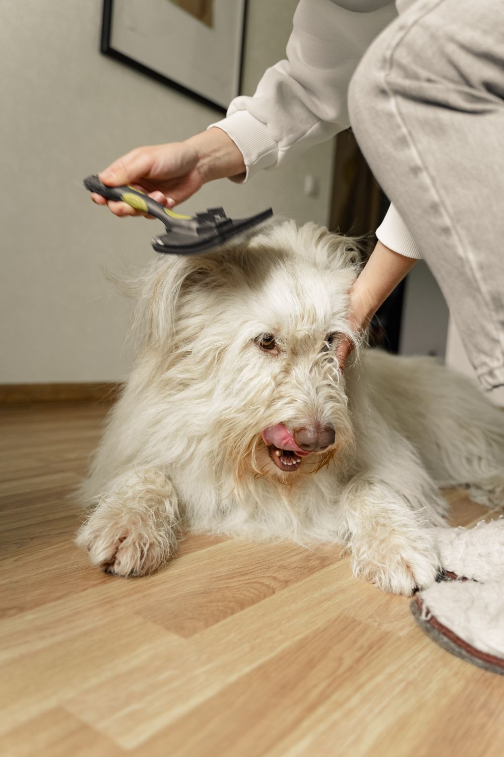 Fluffy white dog being gently groomed on a wooden floor inside a cozy home