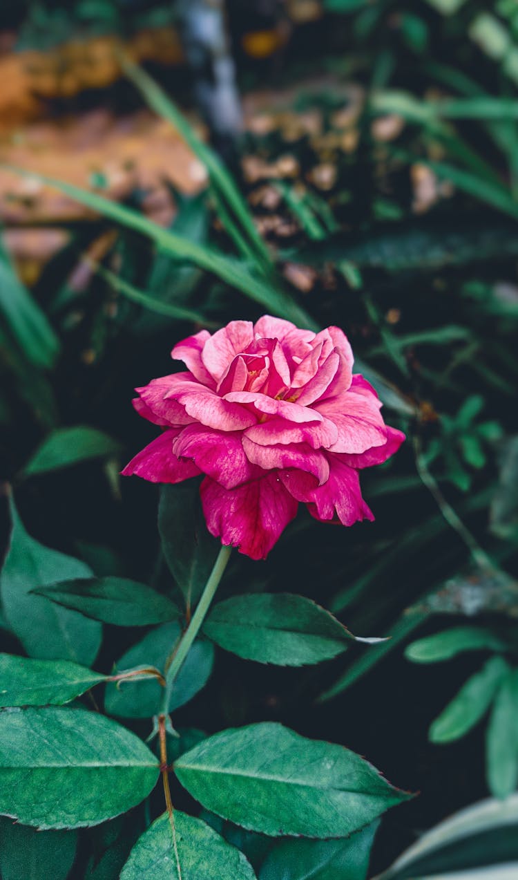 Close Up Photo Of China Rose