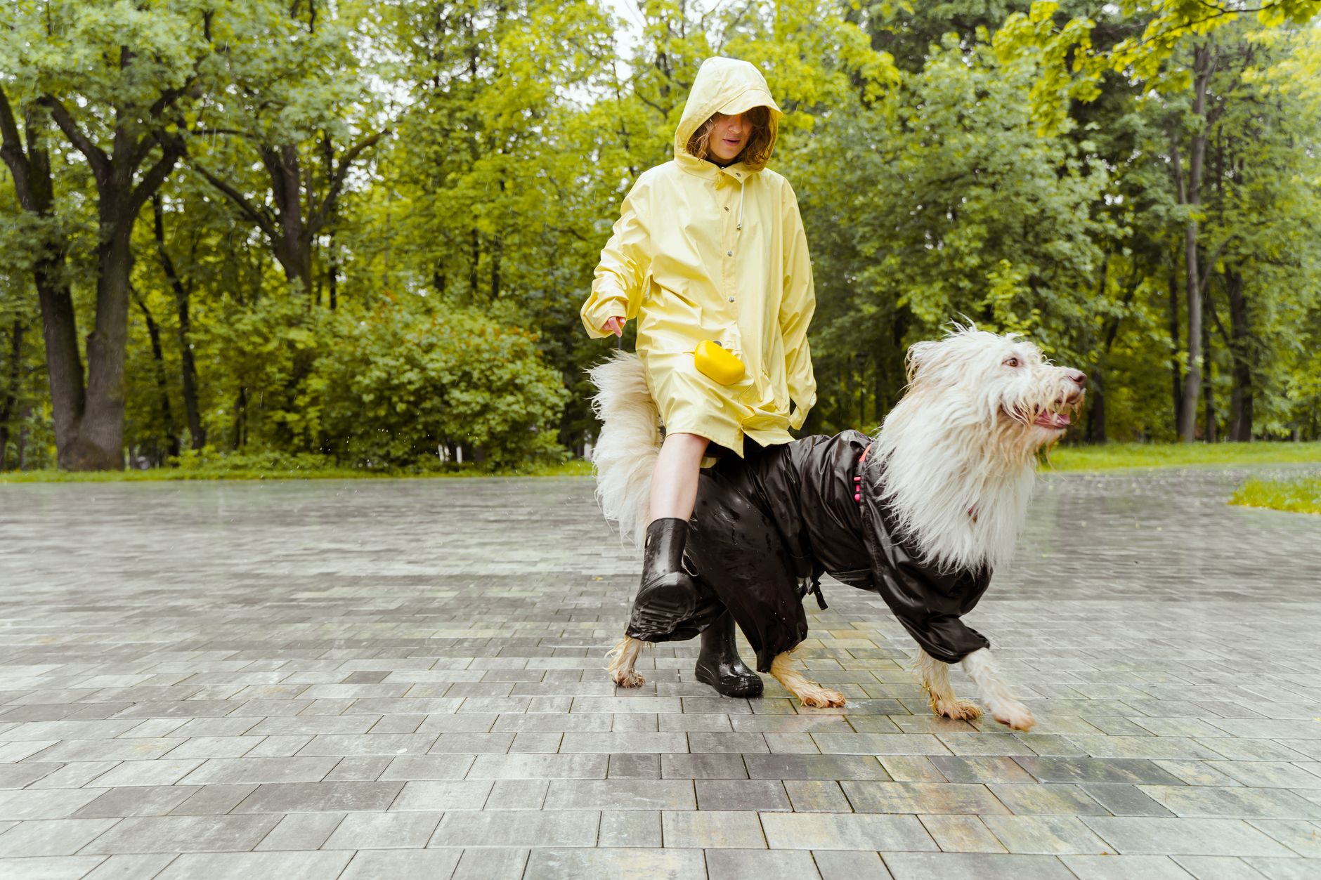 Bergamasco Sheepdog