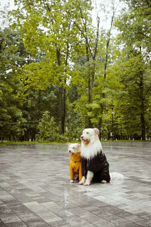 Two Cute Dogs Wearing Raincoats in the Rain