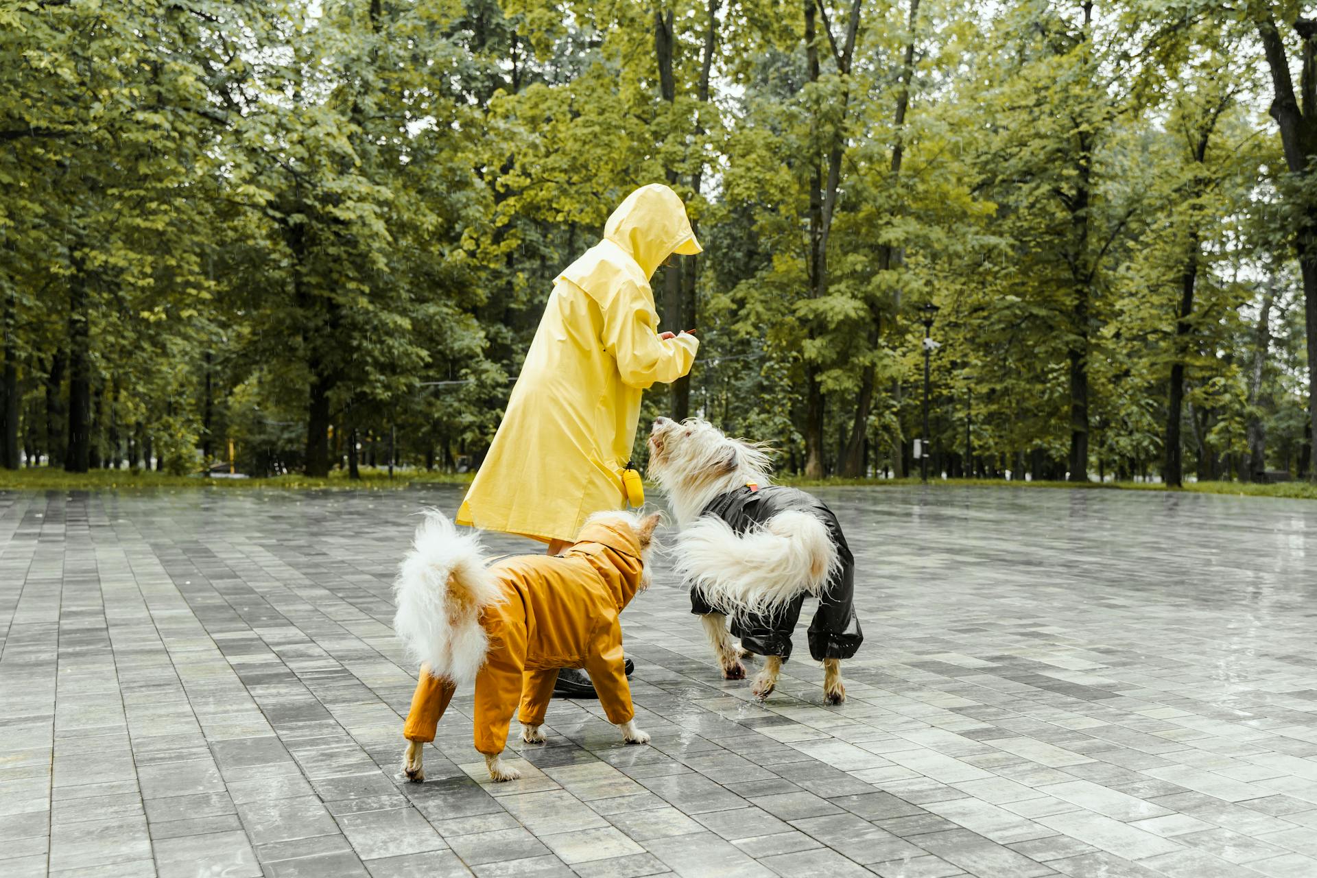 A Person and Dogs Wearing Raincoat Playing on the Park