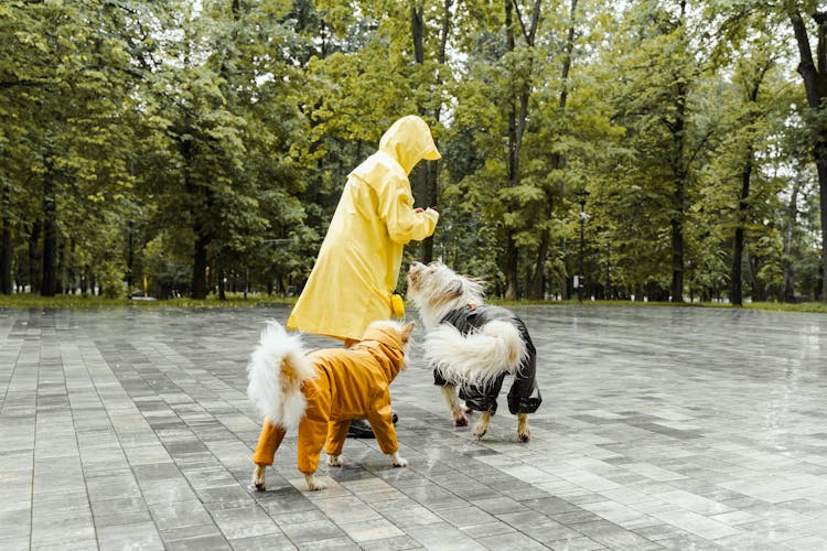 A Person And Dogs Wearing Raincoat Playing On The Park