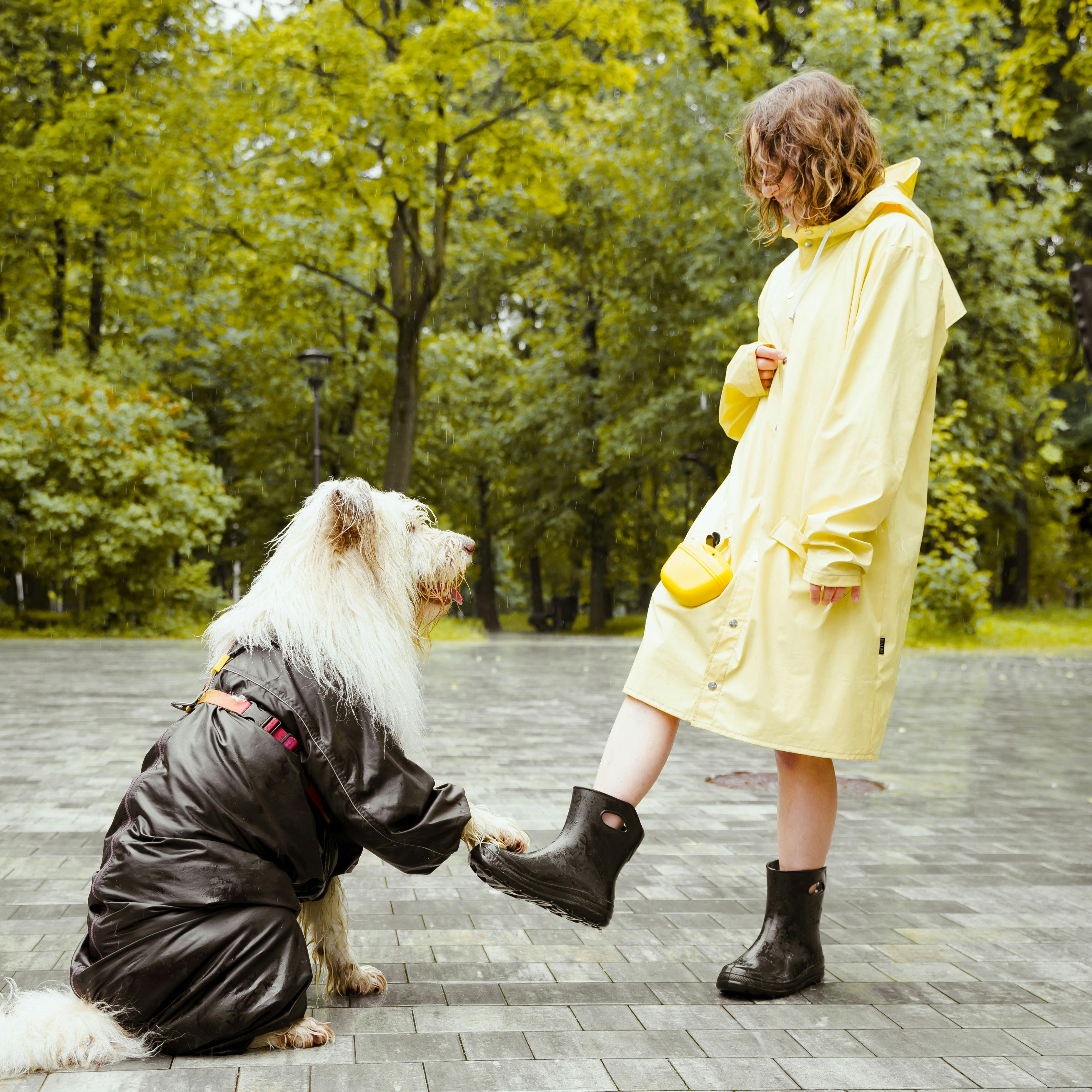 Dog in Raincoat Putting its Paw on Rain Boot of Woman
