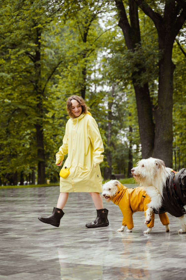 Woman In Yellow Raincoat Walking With Dogs