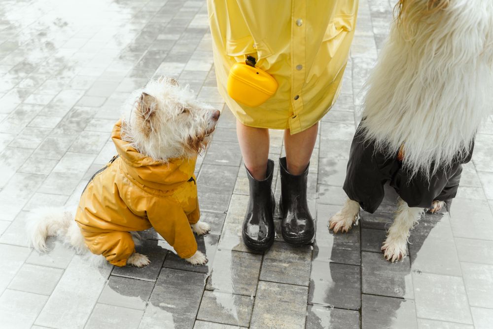 Perro pequeño con un impermeable amarillo sentado en el suelo mojado
