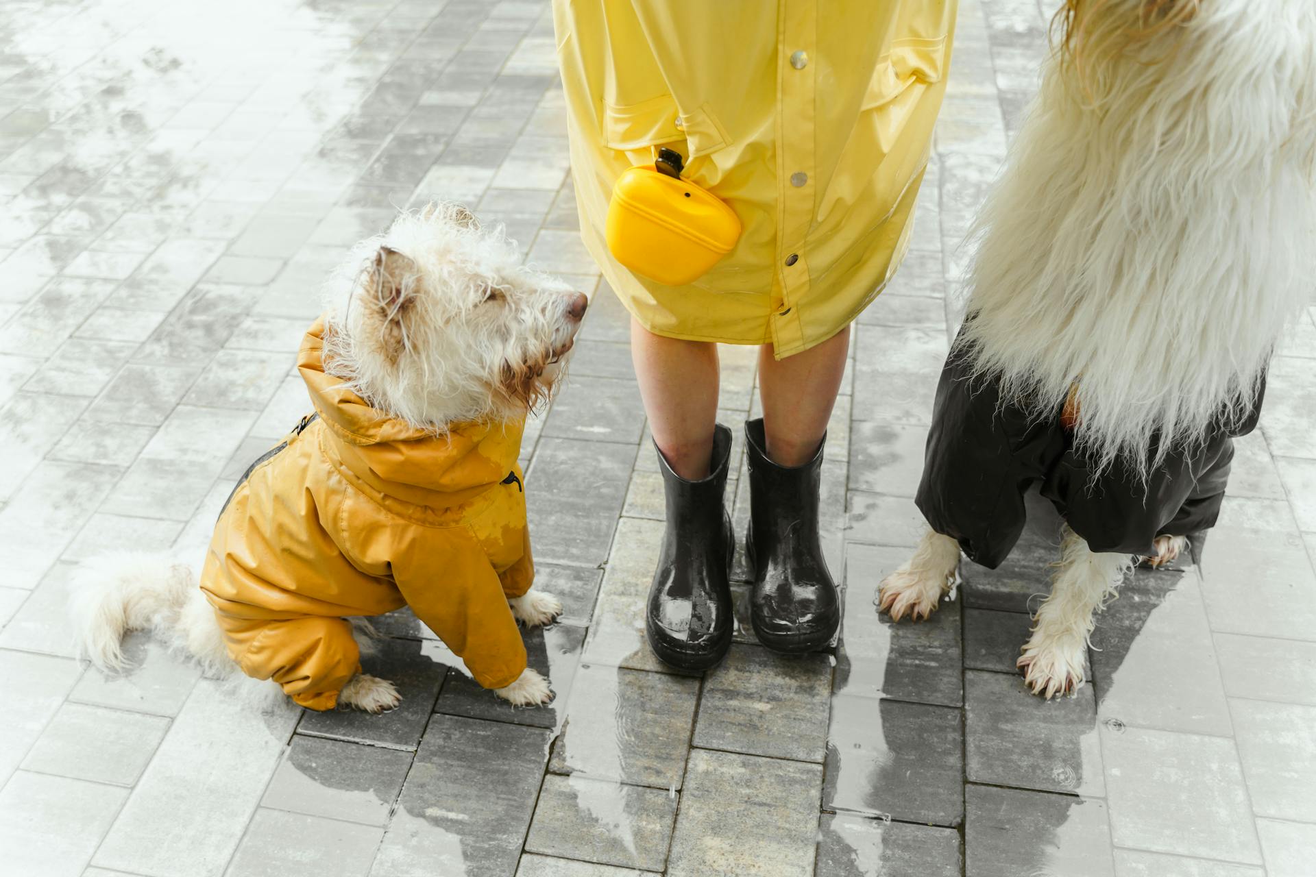 Person in Yellow Raincoat Standing Beside Dog in Orange Raincoat