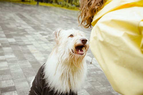 Photos gratuites de caresse, chien blanc, compagnon