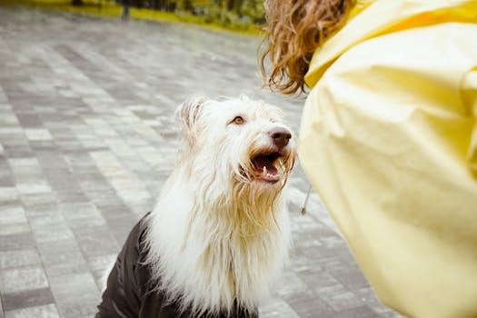 A joyful white dog interacts with a person wearing a yellow raincoat outdoors.