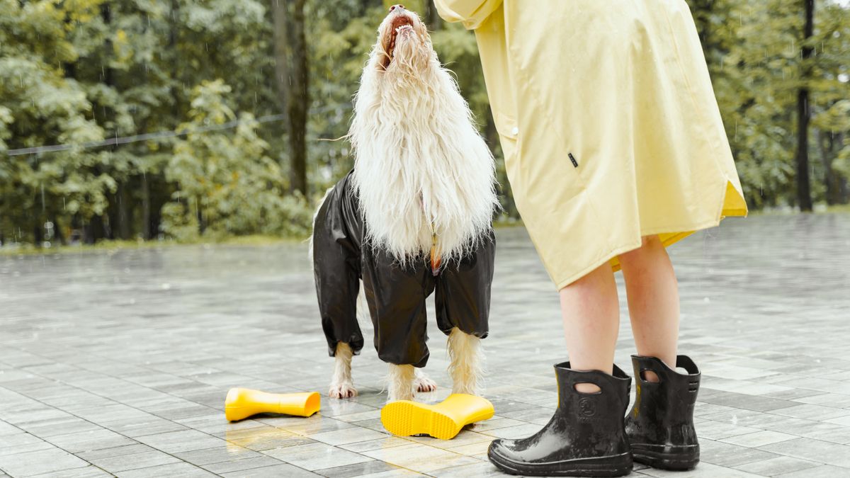 Representative image of a dog wearing rain gear outdoors in wet weather; not a Patify test