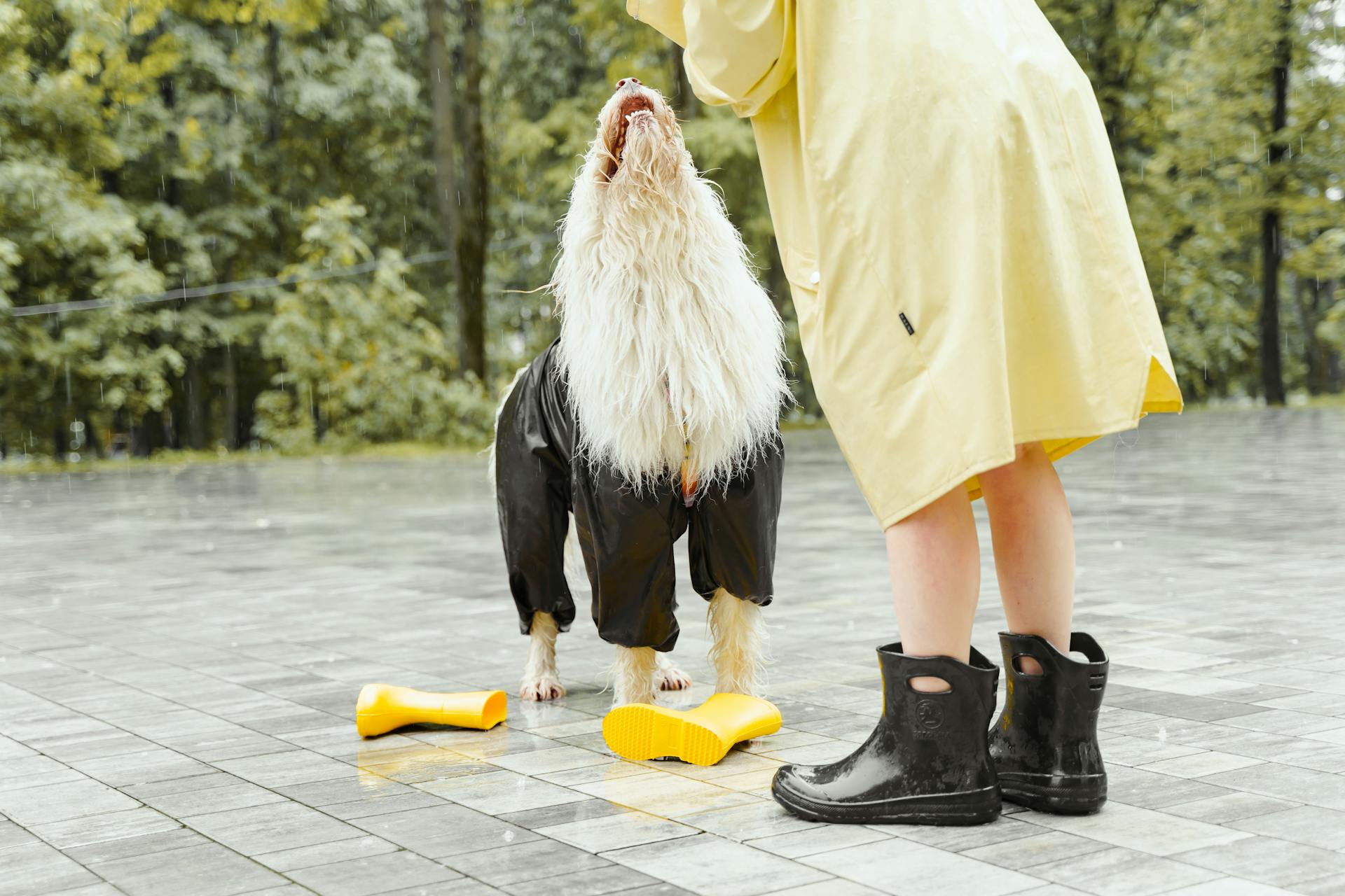Woman Standing with Dog Wearing Raincoat